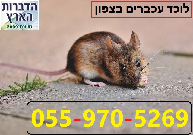 לוכד עכברים בצפון