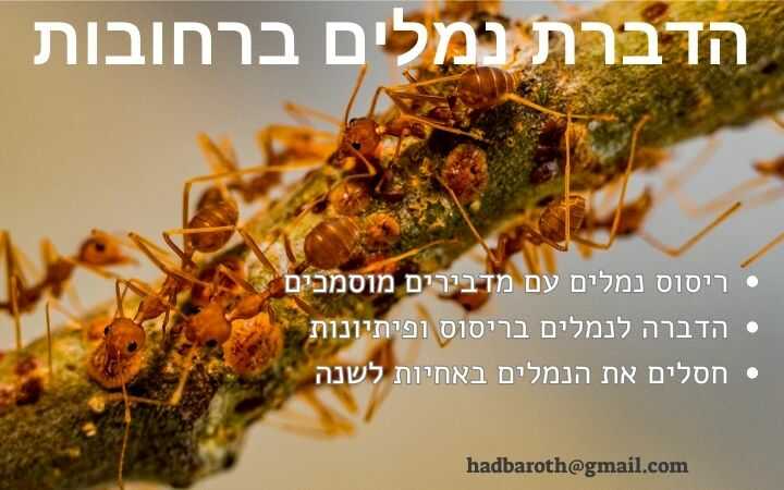 הדברת נמלים ברחובות