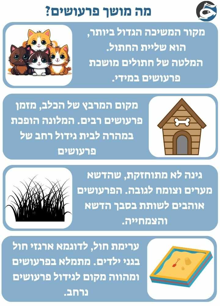 מה מושך פרעושים