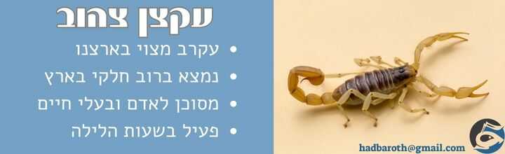 עקרב עקצן צהוב